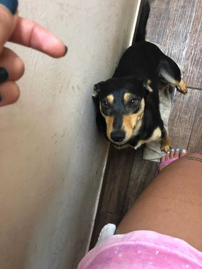 Cachorro ra a Pinscher idade 4 anos nome Sem nome