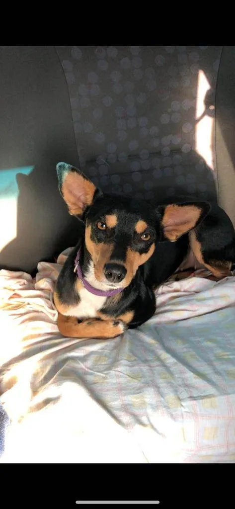 Cachorro ra a Pinscher idade 4 anos nome Sem nome