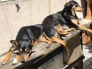 Cachorro raça Pinscher idade 4 anos nome Mãe e filha