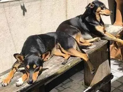 Cachorro ra a Pinscher idade 4 anos nome Mãe e filha