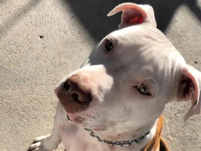 Cachorro ra a Pit-Bull idade 7 a 11 meses nome Zeus