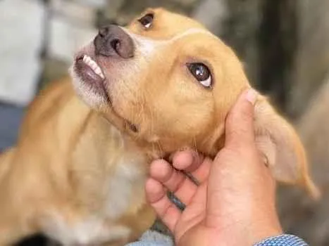 Cachorro ra a Srd idade 7 a 11 meses nome Paçoca 