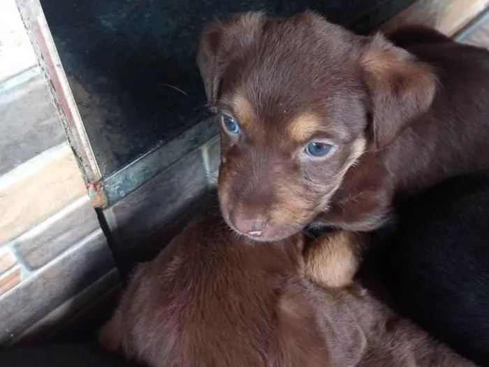 Cachorro ra a SRD-ViraLata idade Abaixo de 2 meses nome Sem nome 