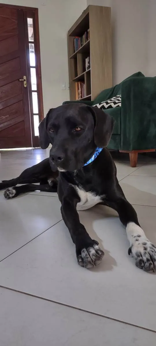 Cachorro ra a SRD-ViraLata idade 2 anos nome GRATIFICA - Lula