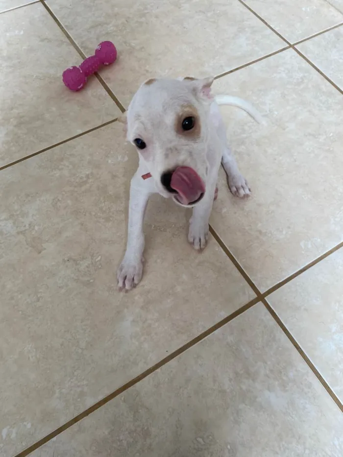Cachorro raça Vira lata  idade 7 a 11 meses nome Rhaenyra 