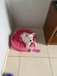 Rhaenyra 