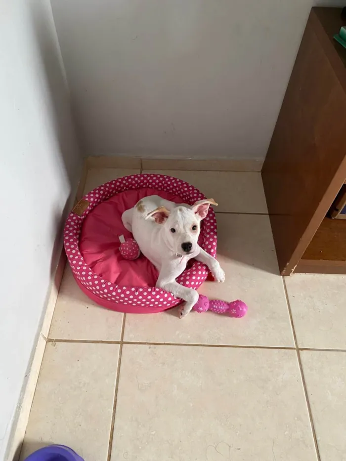 Cachorro raça Vira lata  idade 7 a 11 meses nome Rhaenyra 