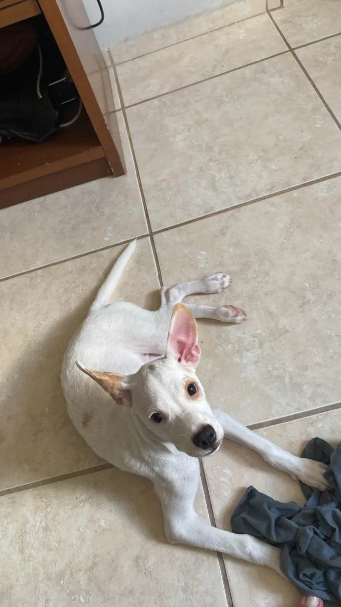Cachorro raça Vira lata  idade 7 a 11 meses nome Rhaenyra 