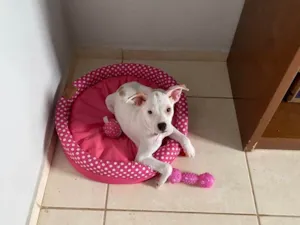 Cachorro raça Vira lata  idade 7 a 11 meses nome Rhaenyra 