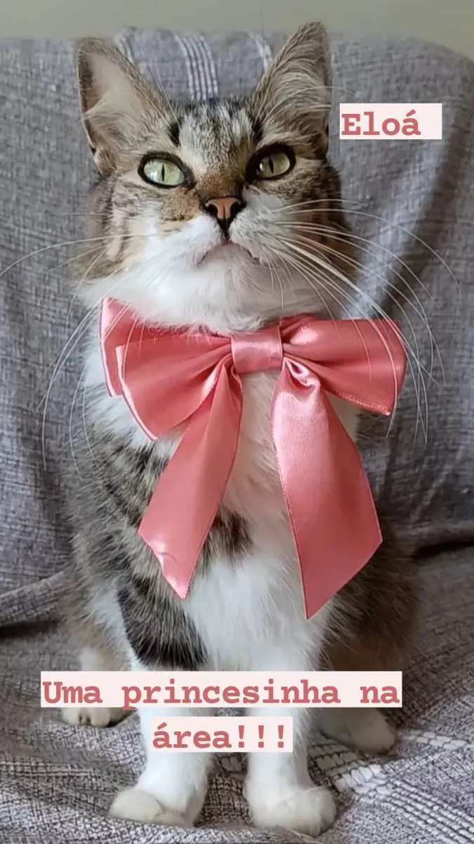 Gato ra a SRD-ViraLata idade  nome Eloá 