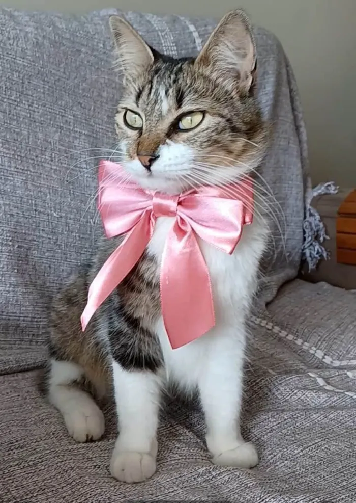 Gato ra a SRD-ViraLata idade  nome Eloá 