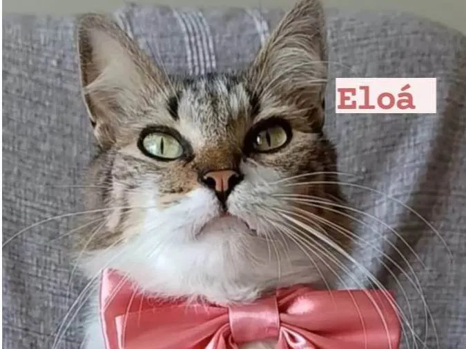 Gato ra a SRD-ViraLata idade  nome Eloá 