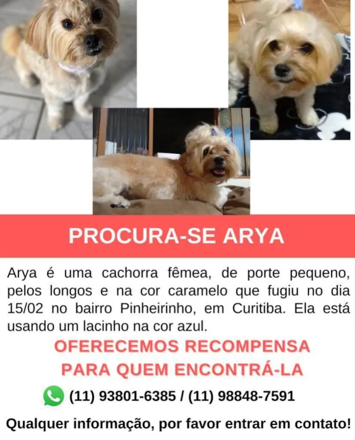 Cachorro ra a Srd idade 3 anos nome Arya 