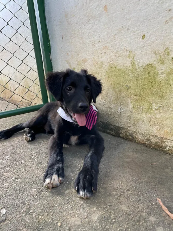 Cachorro ra a SRD-ViraLata idade 2 a 6 meses nome Jack