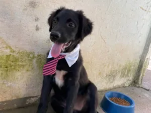 Cachorro raça SRD-ViraLata idade 2 a 6 meses nome Jack