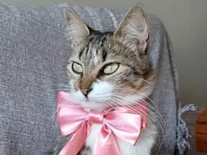 Gato raça SRD-ViraLata idade  nome Eloá 