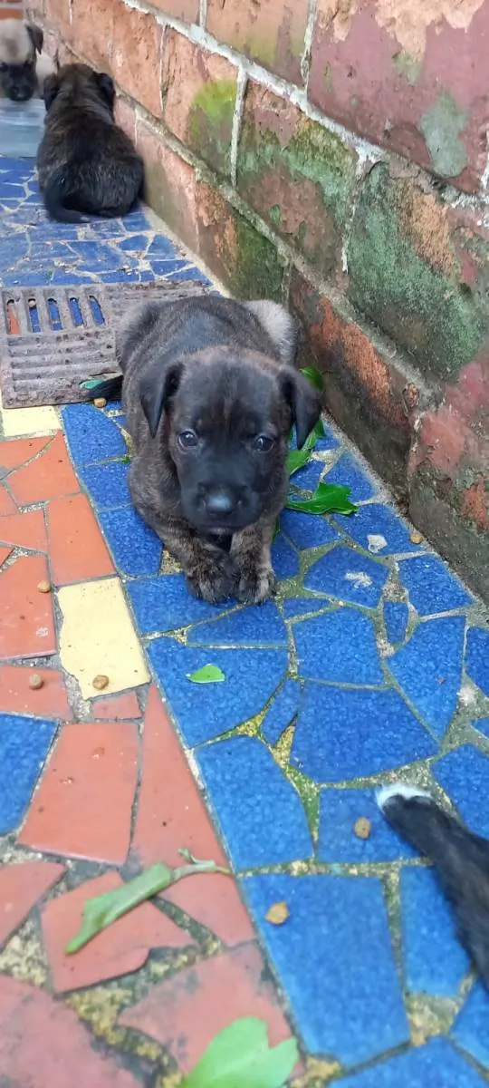 Cachorro ra a SRD-ViraLata idade Abaixo de 2 meses nome Oto