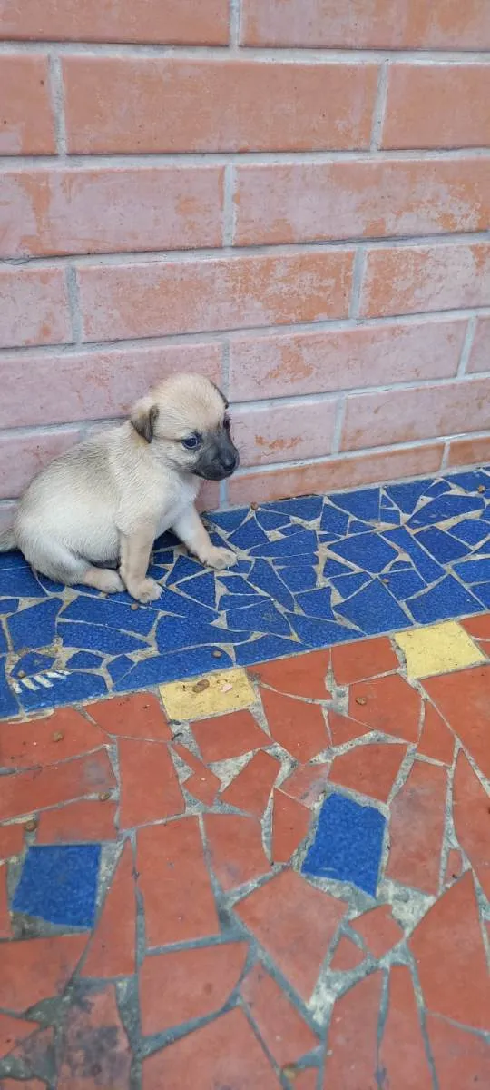 Cachorro ra a SRD-ViraLata idade Abaixo de 2 meses nome Meg