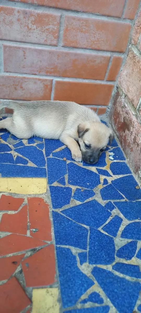 Cachorro ra a SRD-ViraLata idade Abaixo de 2 meses nome Meg