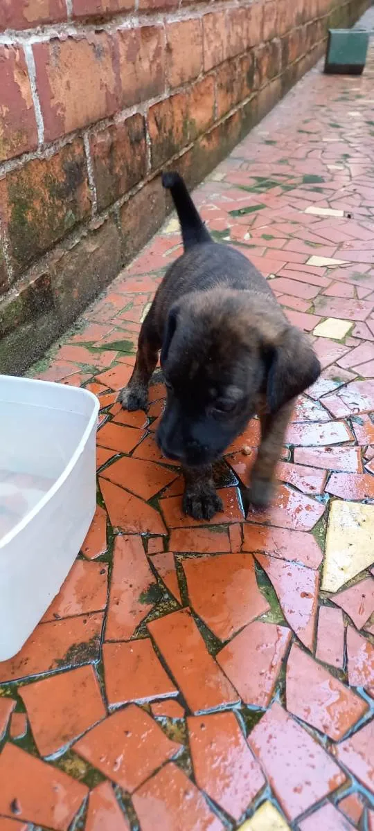 Cachorro ra a SRD-ViraLata idade Abaixo de 2 meses nome Oreo