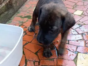 Cachorro raça SRD-ViraLata idade Abaixo de 2 meses nome Oreo