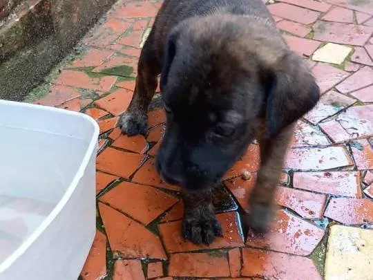 Cachorro ra a SRD-ViraLata idade Abaixo de 2 meses nome Oreo