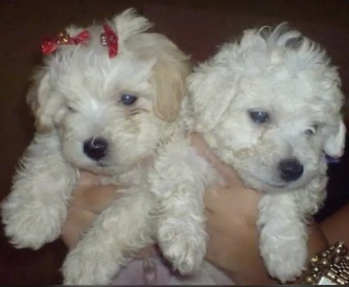 Cachorro ra a Poodle idade 2 a 6 meses nome filhotes 