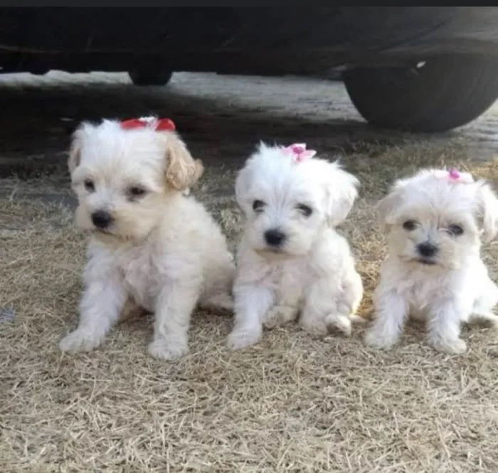 Cachorro ra a Poodle idade 2 a 6 meses nome filhotes 