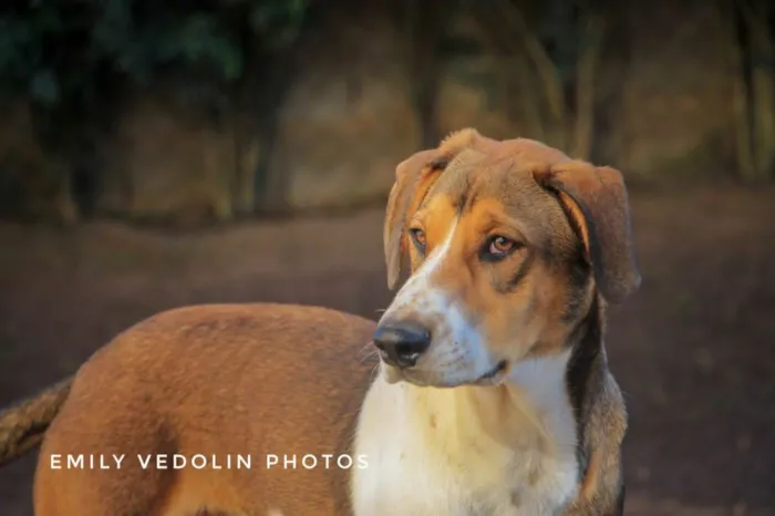 Cachorro ra a Cao Farejador Brasileiro idade 1 ano nome Woody