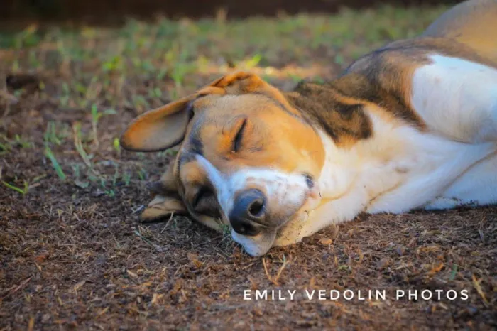 Cachorro ra a Cao Farejador Brasileiro idade 1 ano nome Woody