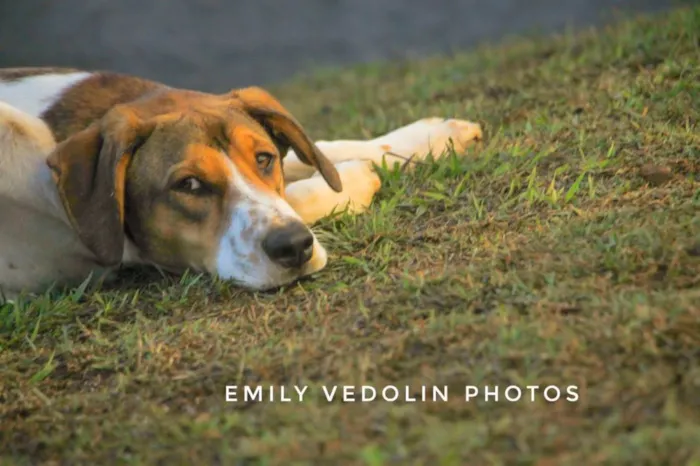 Cachorro ra a Cao Farejador Brasileiro idade 1 ano nome Woody