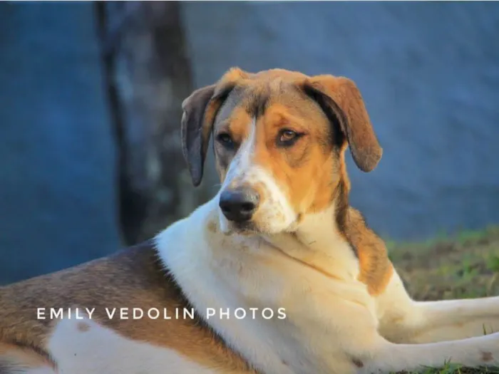 Cachorro ra a Cao Farejador Brasileiro idade 1 ano nome Woody