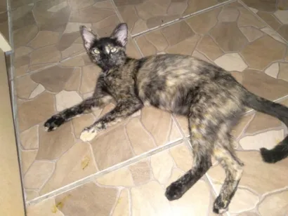 Gato raça  idade  nome Preta