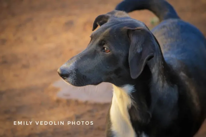 Cachorro ra a Srd idade 1 ano nome Docinho