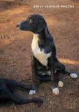 Docinho