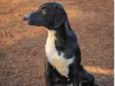 Docinho