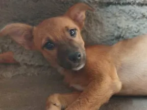 Cachorro raça SRD-ViraLata idade 7 a 11 meses nome Moana