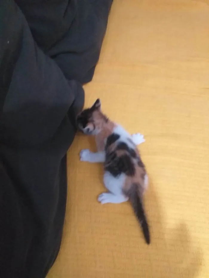 Gato ra a SRD-ViraLata idade 2 a 6 meses nome -