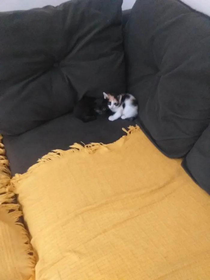 Gato ra a SRD-ViraLata idade 2 a 6 meses nome -