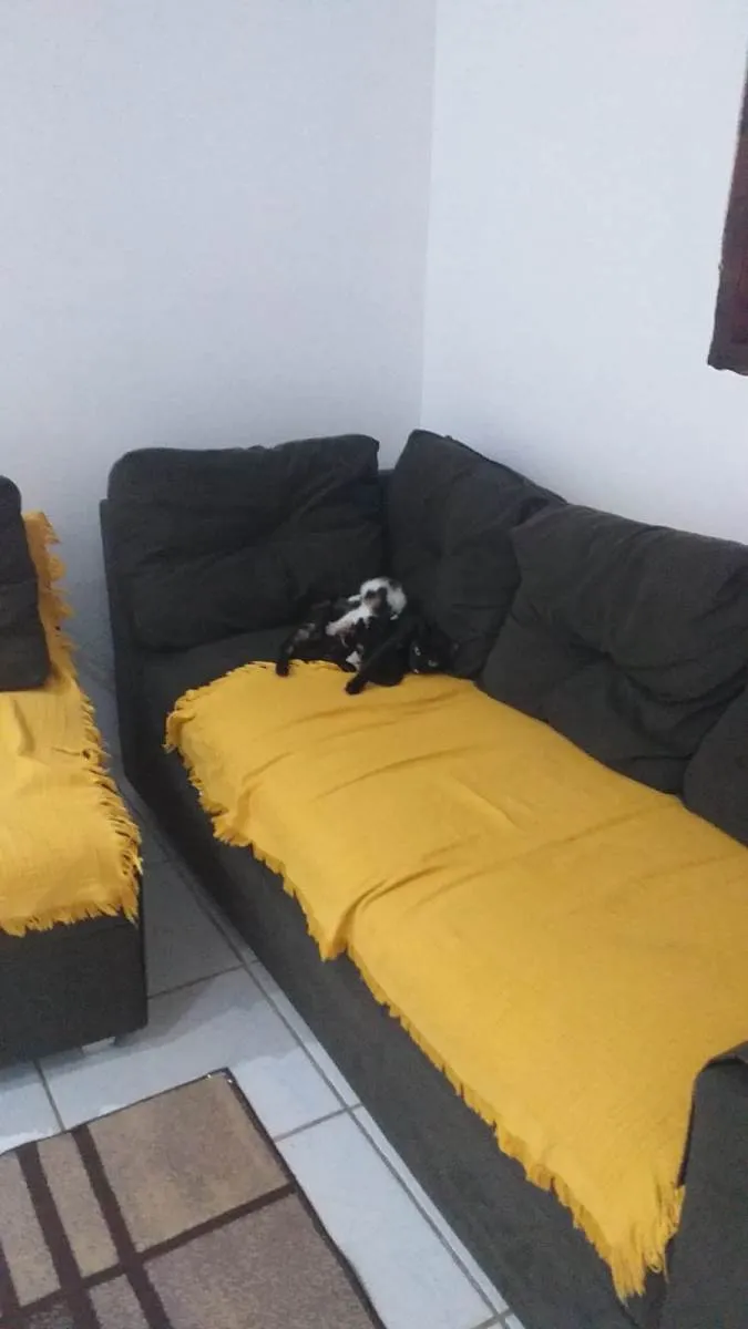 Gato ra a SRD-ViraLata idade 2 a 6 meses nome -