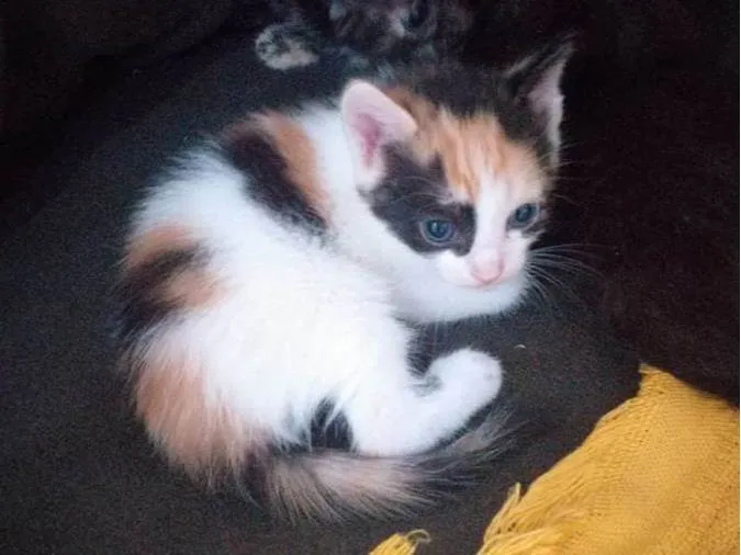 Gato ra a SRD-ViraLata idade 2 a 6 meses nome -