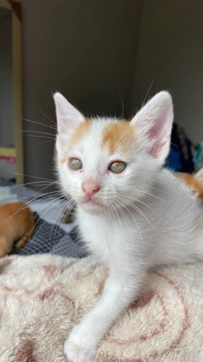 Gato raça SRD-ViraLata idade Abaixo de 2 meses nome Sem nome