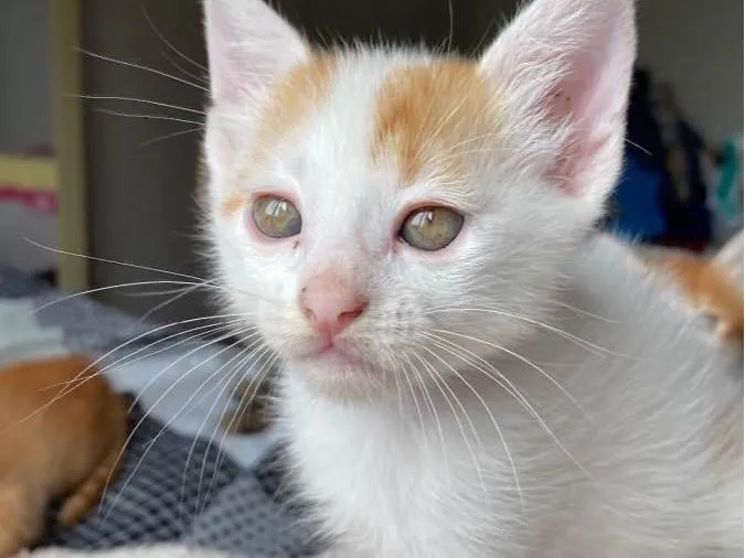 Gato raça SRD-ViraLata idade Abaixo de 2 meses nome Sem nome