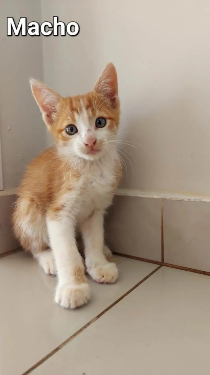 Gato raça SRD-ViraLata idade 2 a 6 meses nome Lelo 