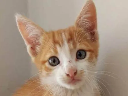 Gato raça SRD-ViraLata idade 2 a 6 meses nome Lelo 