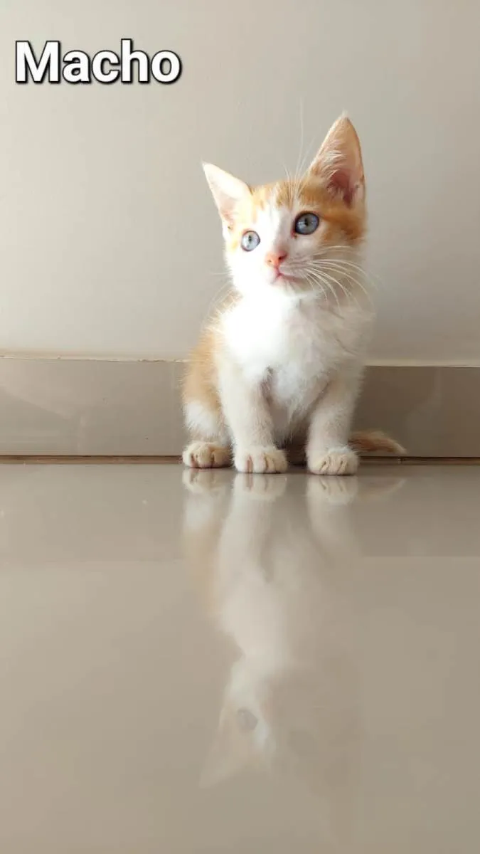 Gato ra a SRD-ViraLata idade 2 a 6 meses nome Lelinho