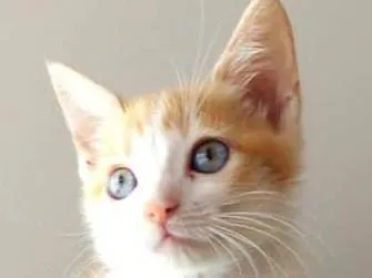 Gato ra a SRD-ViraLata idade 2 a 6 meses nome Lelinho