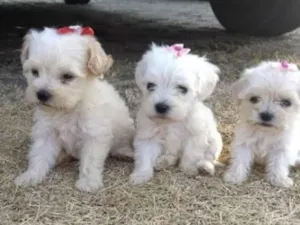 Cachorro raça Poodle idade 2 a 6 meses nome filhotes 