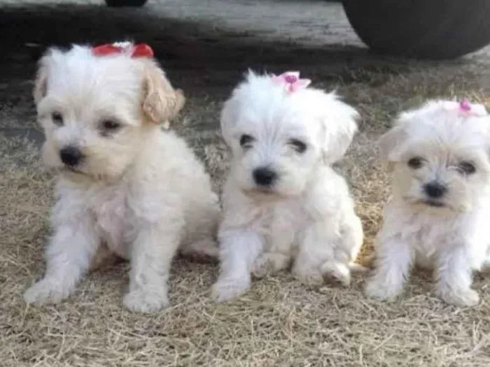 Cachorro ra a Poodle idade 2 a 6 meses nome filhotes 