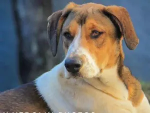 Cachorro raça Cao Farejador Brasileiro idade 1 ano nome Woody